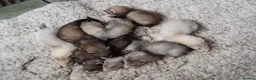 Ferret rodents for sale: Beautiful Kits  in Peterlee - Advert 4