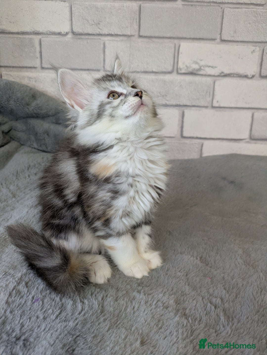 Maine Coon cats for sale: Full pedigree Maine coon kittens - Advert 10