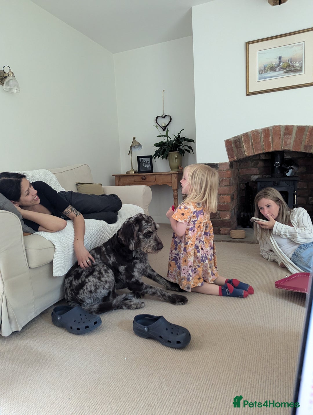 Labradoodle dogs for sale: Meet Elton – Our Beautiful Labradoodle  - Image 15