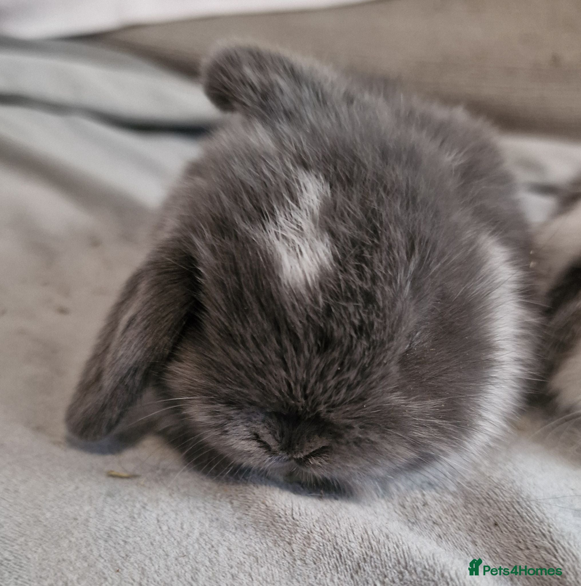 Mini Lop rabbits Male mini lop - Advert 1