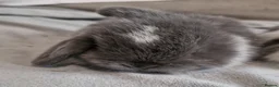 Mini Lop rabbits for sale: Male mini lop - Advert 1