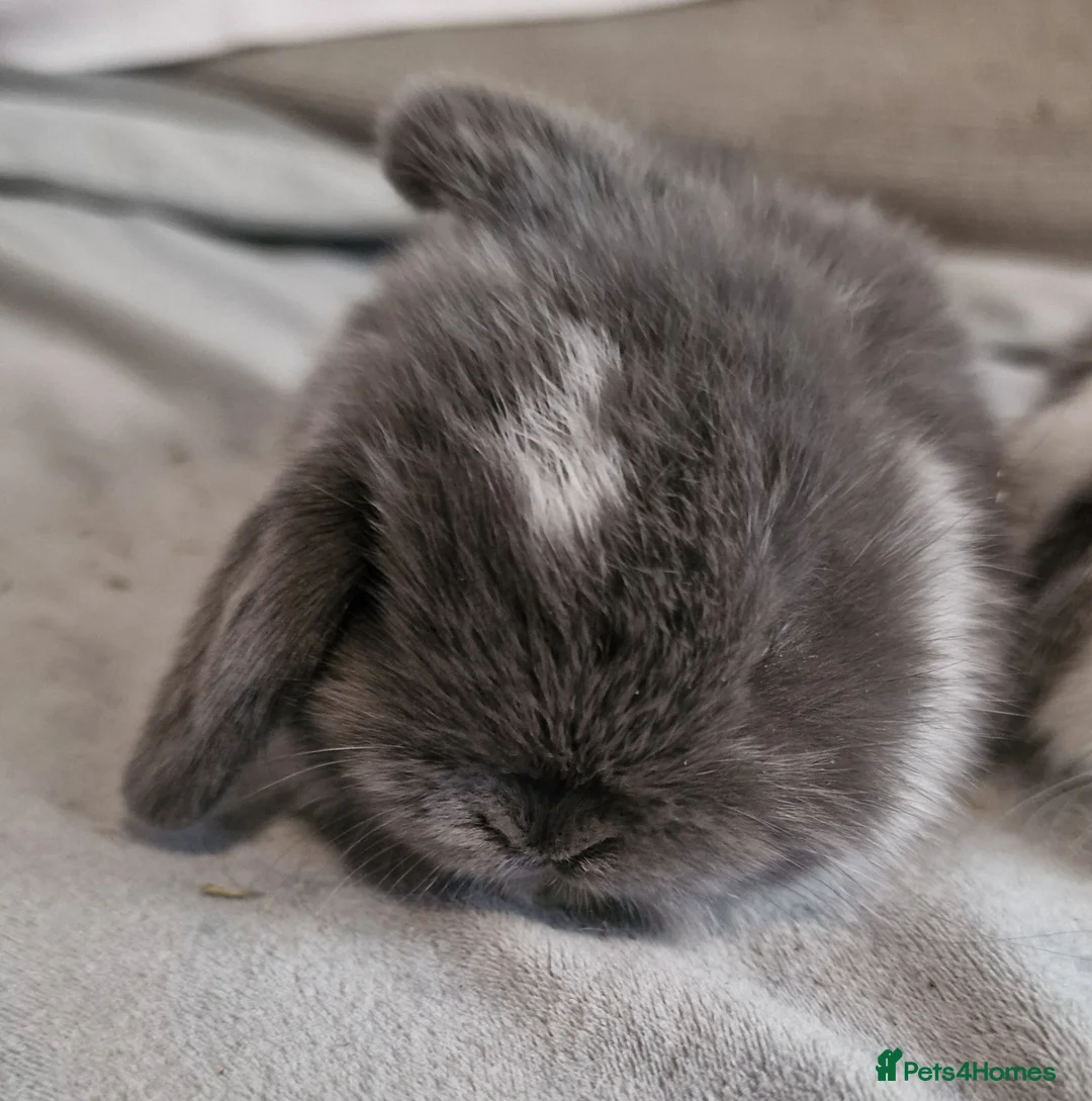 Mini Lop rabbits for sale: Male mini lop - Advert 1