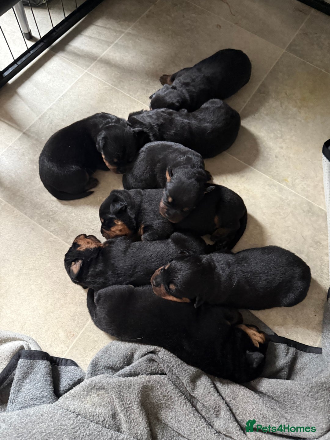 Mixed Breed dogs for sale: Boxweiller Puppies - Advert 4