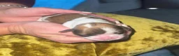 Shih Tzu dogs for sale: All Puppies have now reserved.  - Advert 2