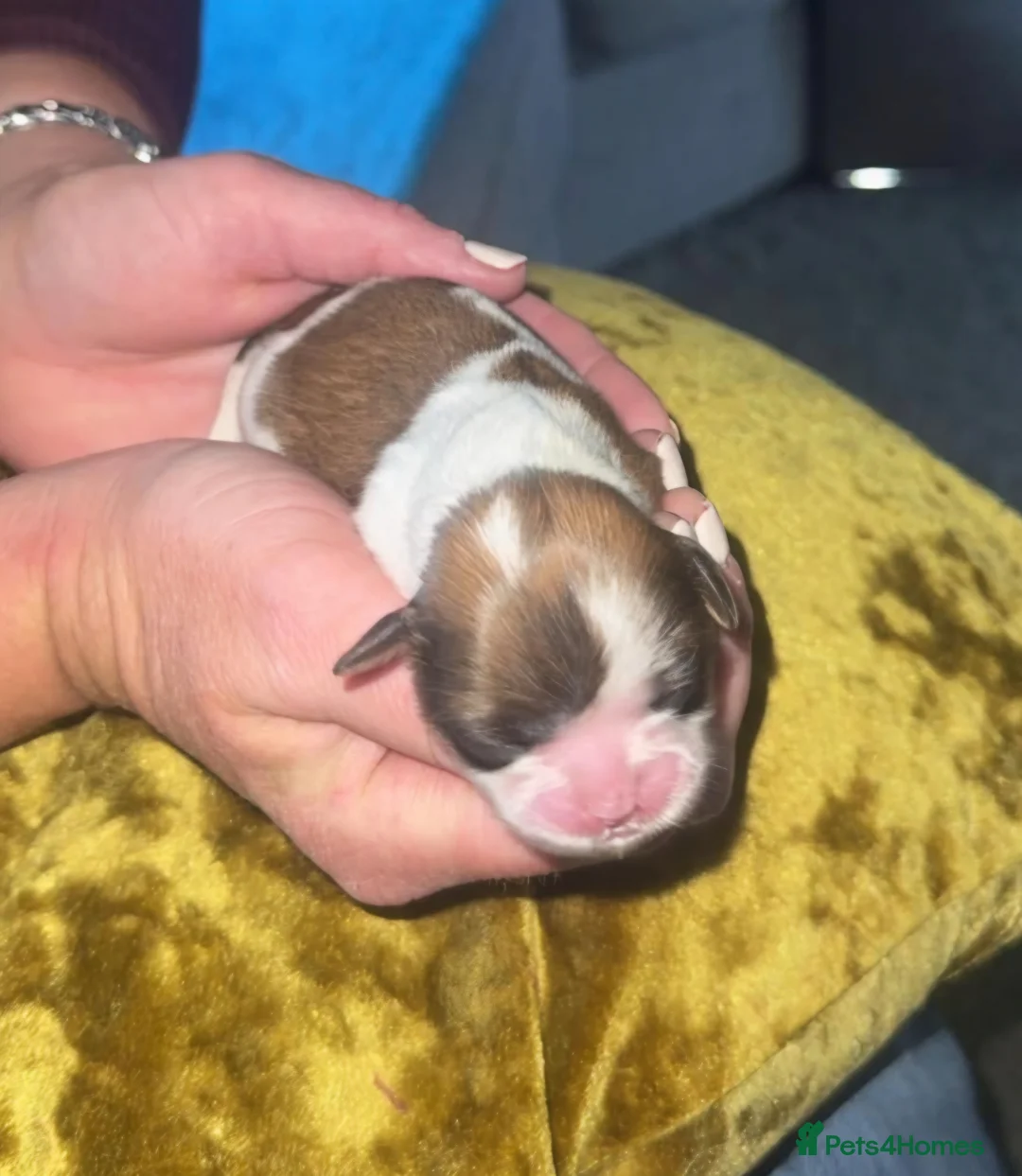 Shih Tzu dogs for sale: All Puppies have now reserved.  - Advert 2