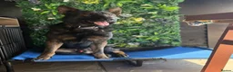 German Shepherd dogs for sale: Alfie – Elite Family Protection Dog in Rochester - Advert 5