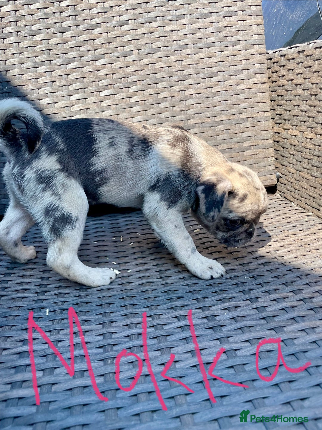 Pug dogs for sale: Pug Puppies  - Image 1