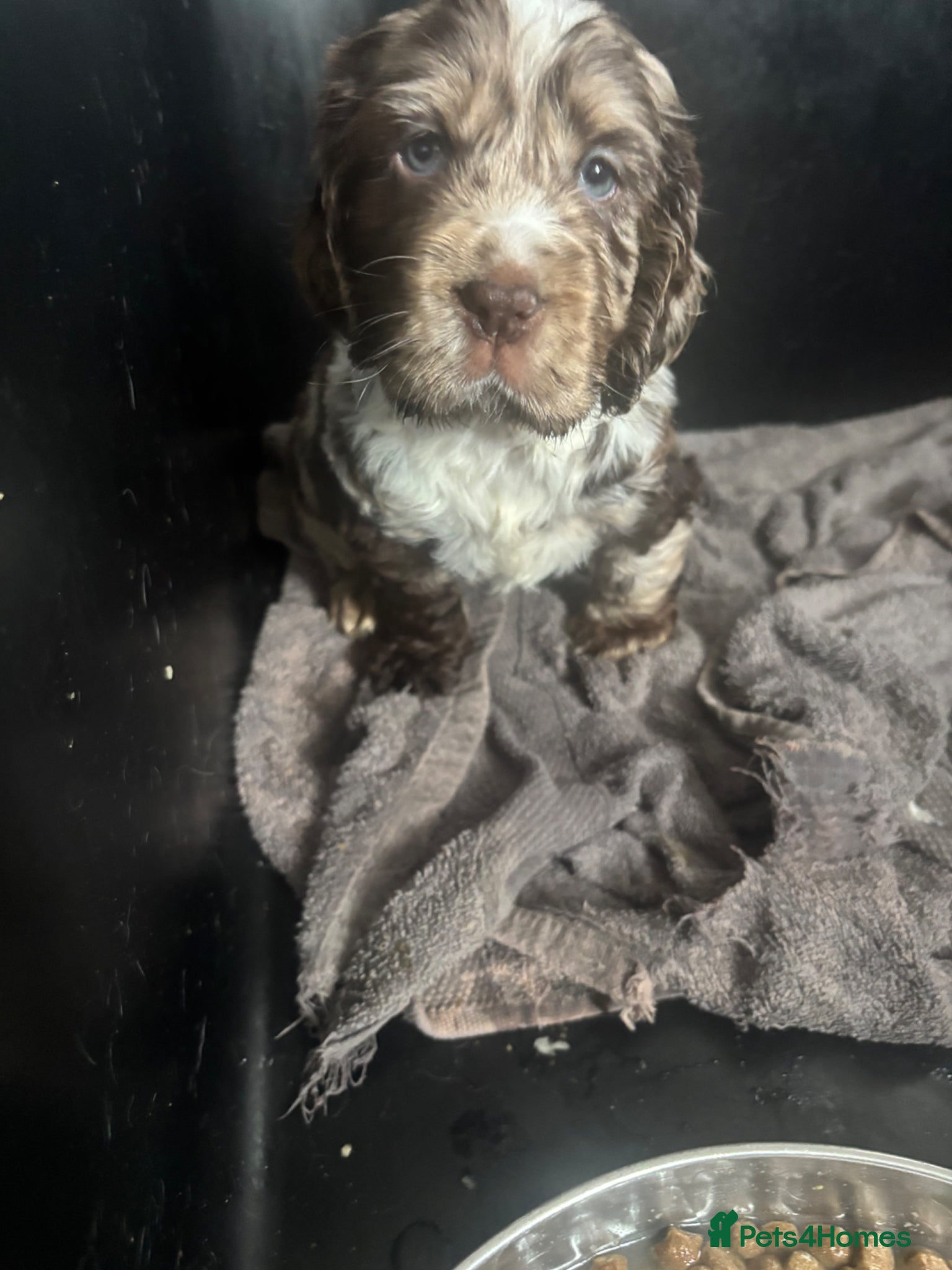 Cocker Spaniel dogs Cocker spaniels - Advert 6