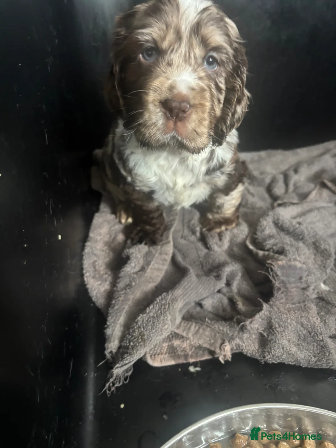 Cocker Spaniel dogs for sale: Cocker spaniels - Advert 2