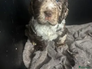 Cocker Spaniel dogs Cocker spaniels - Advert 1