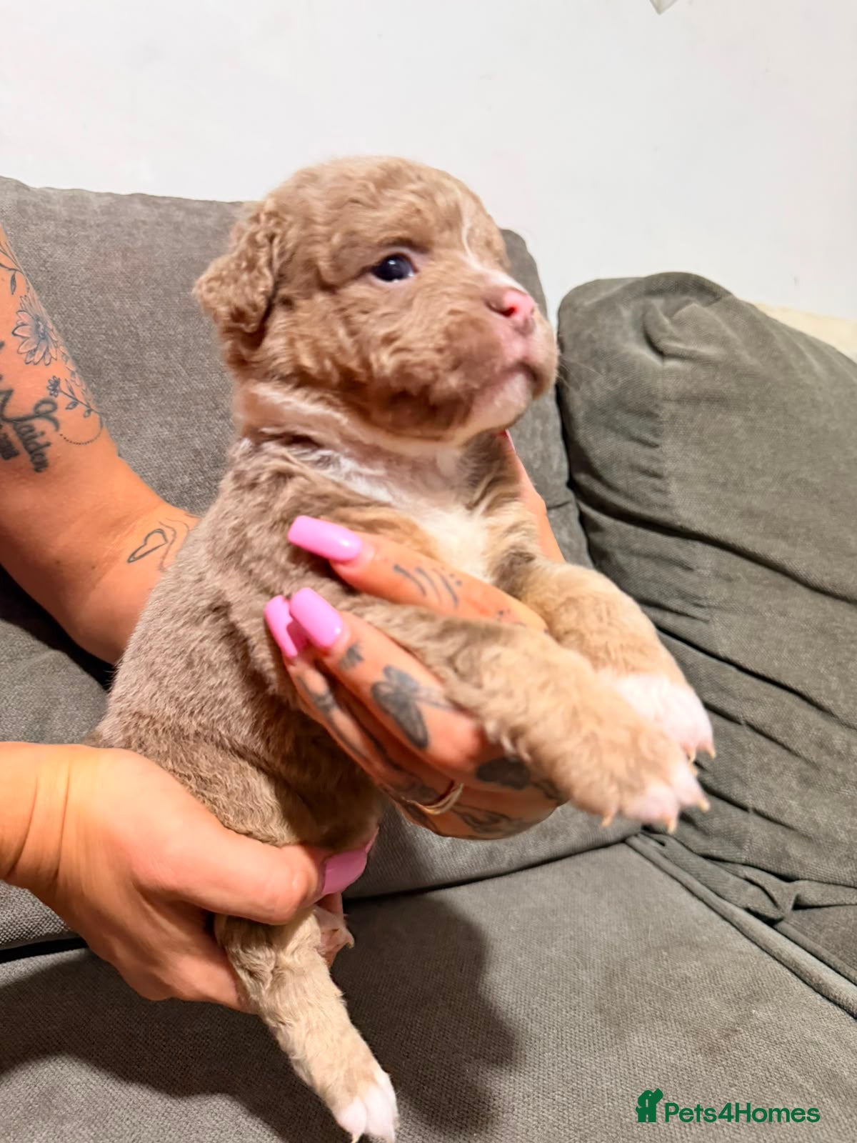 Olde English Bulldogge dogs Fluffy old English bulldog Champion Blood lines - Advert 2