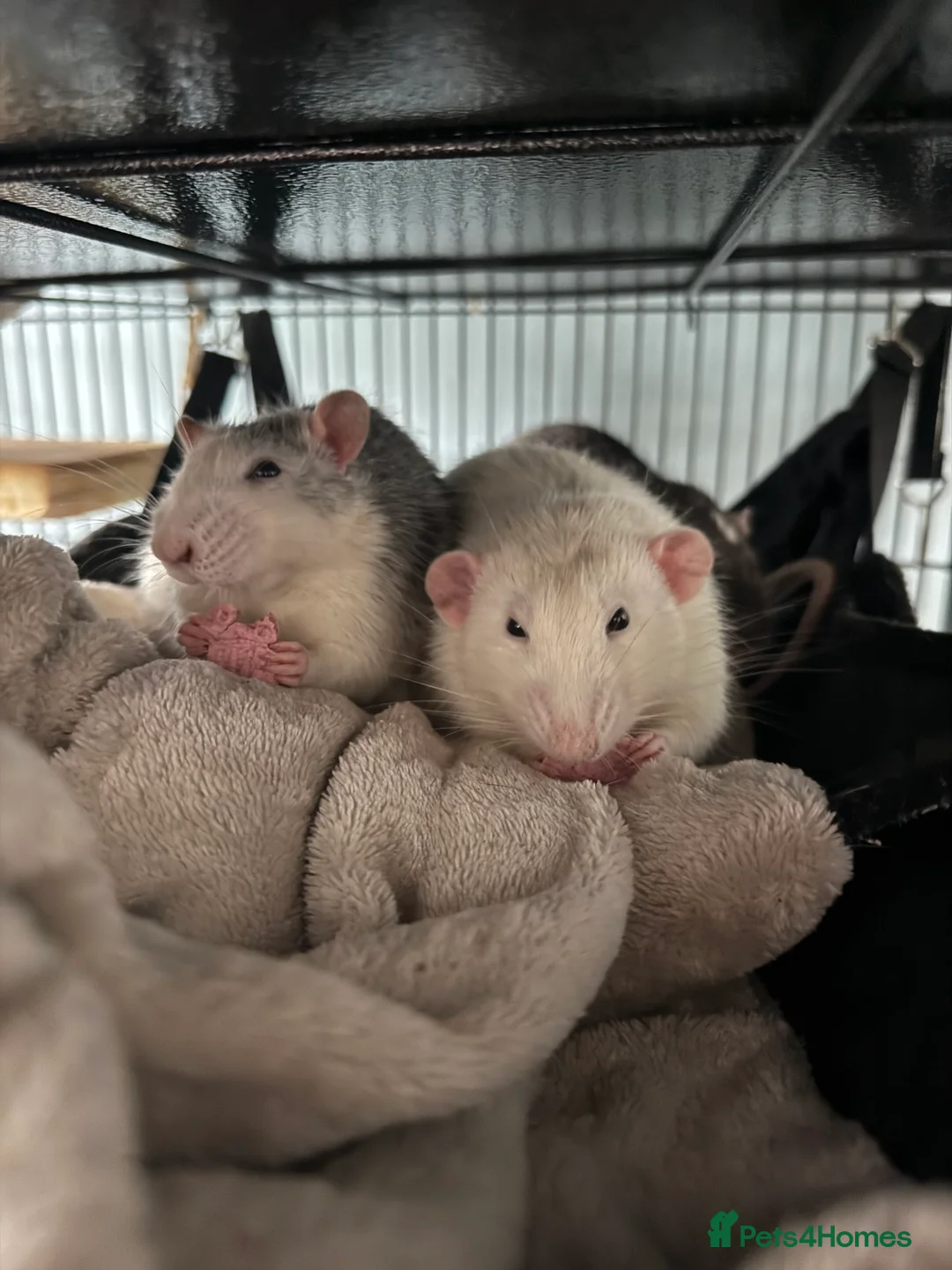 Rat rodents for sale: Male rats for rehoming - Advert 8