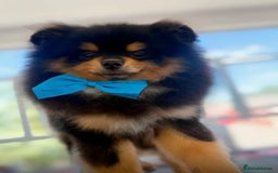 Pomeranian dogs for sale: Beautiful Mini Pomeranian Male - Image 2