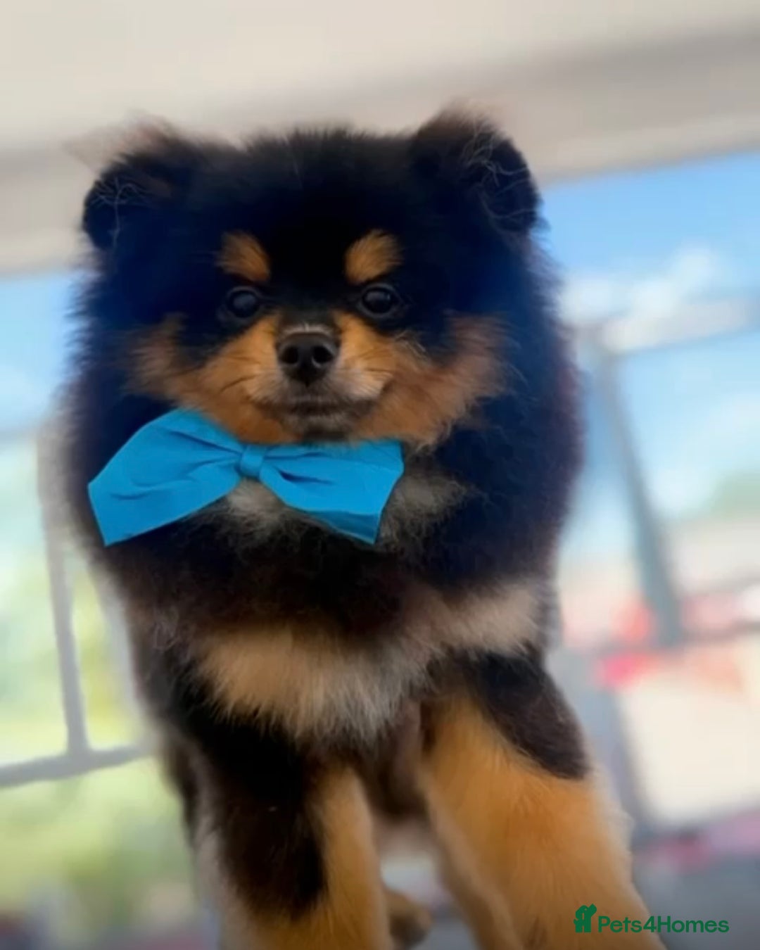 Pomeranian dogs for sale: Beautiful Mini Pomeranian Male - Image 2