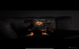 Miniature Dachshund dogs for sale: Beautiful KC registered miniature dachshund  - Image 10