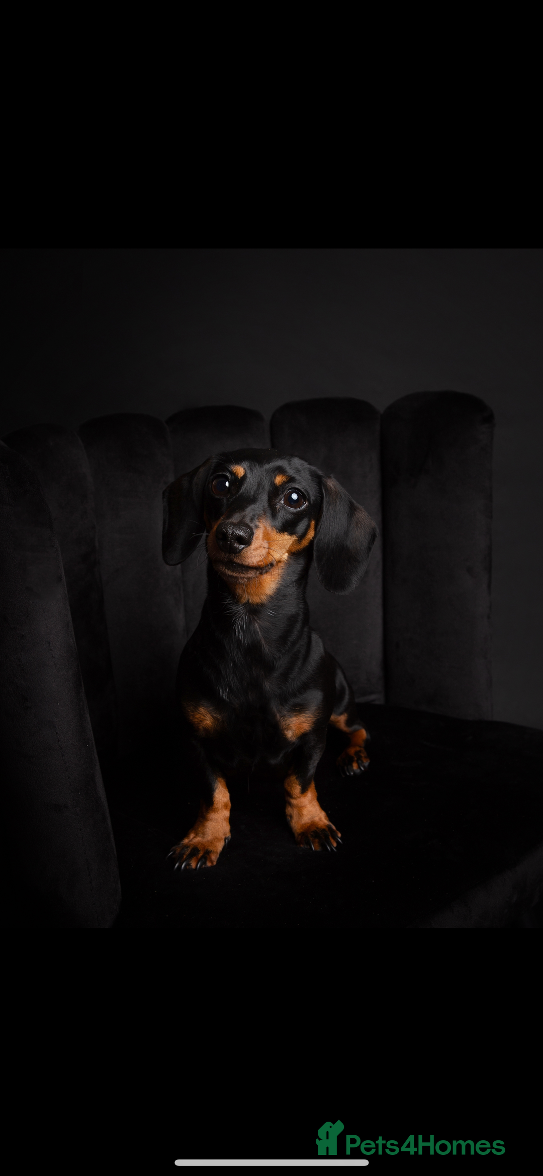 Miniature Dachshund dogs for sale: Beautiful KC registered miniature dachshund  - Image 10