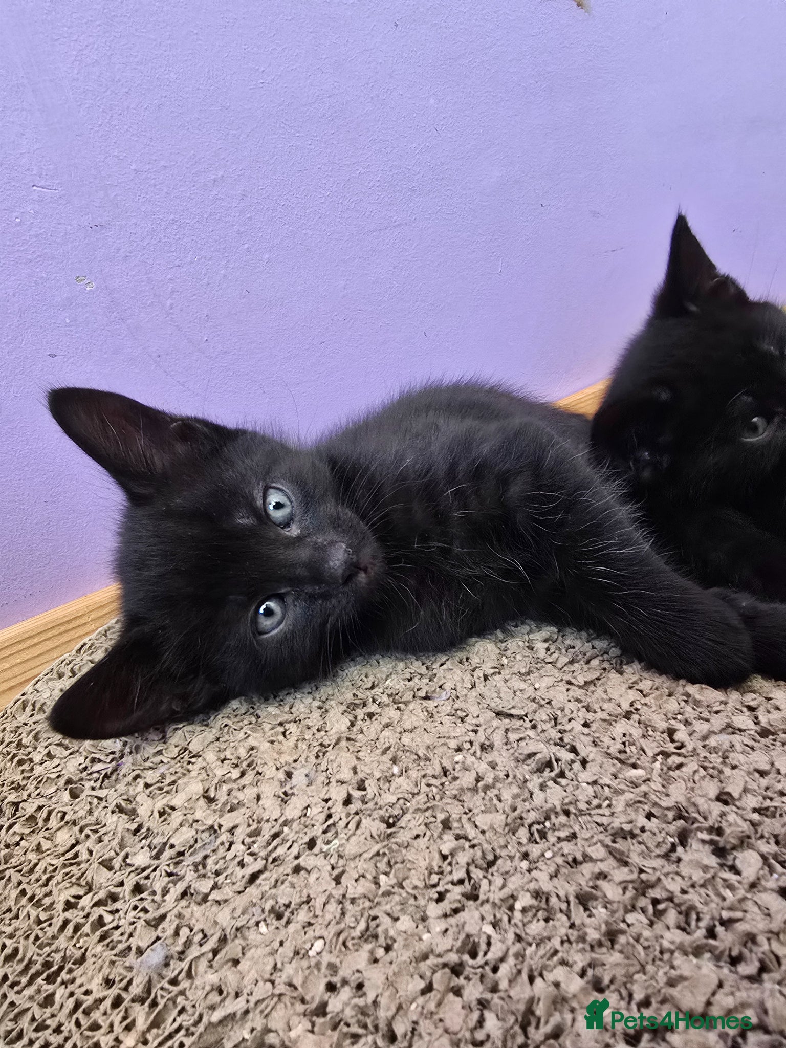 Mixed Breed cats Gorgeous Kittens – Vaccinated & Ready Mid-May 🐾 - Advert 6