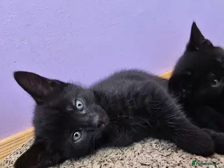Mixed Breed cats Gorgeous Kittens – Vaccinated & Ready Mid-May 🐾 - Advert 6