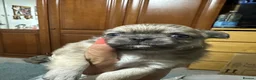 Chihuahua dogs for sale: Beautiful long-haired chihuahuas  - Advert 15