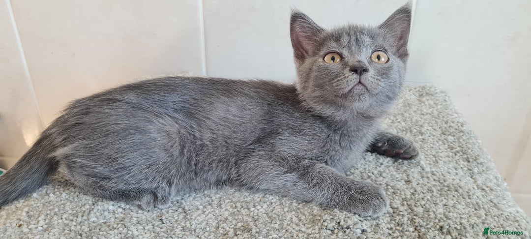 British Shorthair cats for sale: British Blue shorthair, Lilac, Colorpoint Kittens - Image 12
