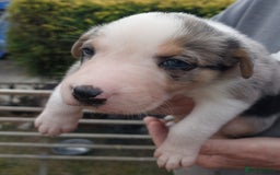 Mixed Breed dogs for sale: collie x Huntaway  pups one boy left  - Image 18