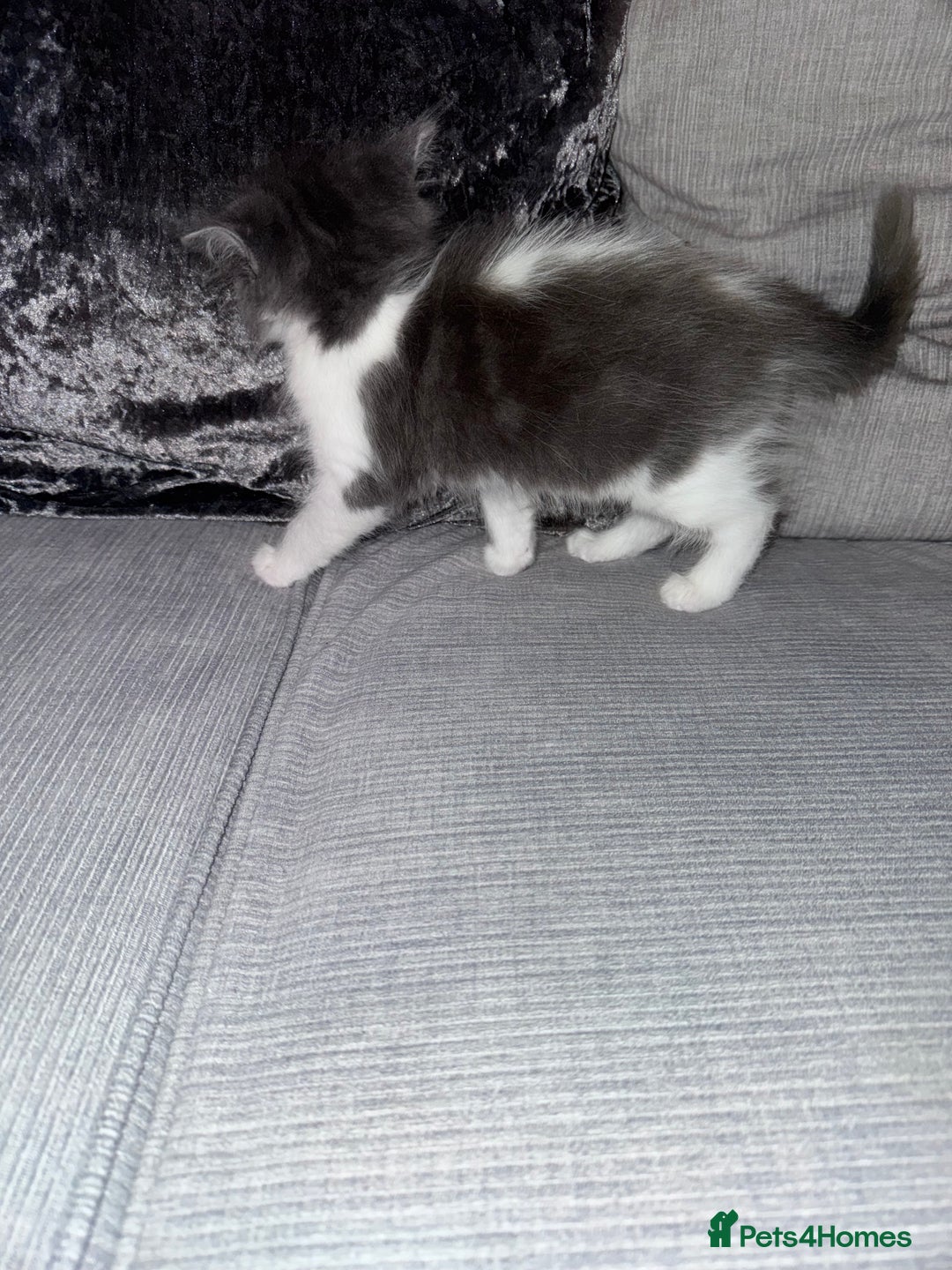 Ragdoll cats for sale: Stunning ragdoll x kittens  - Advert 13