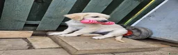 Golden Retriever dogs for sale: Golden Retriever Puppies  in Liverpool - Advert 3