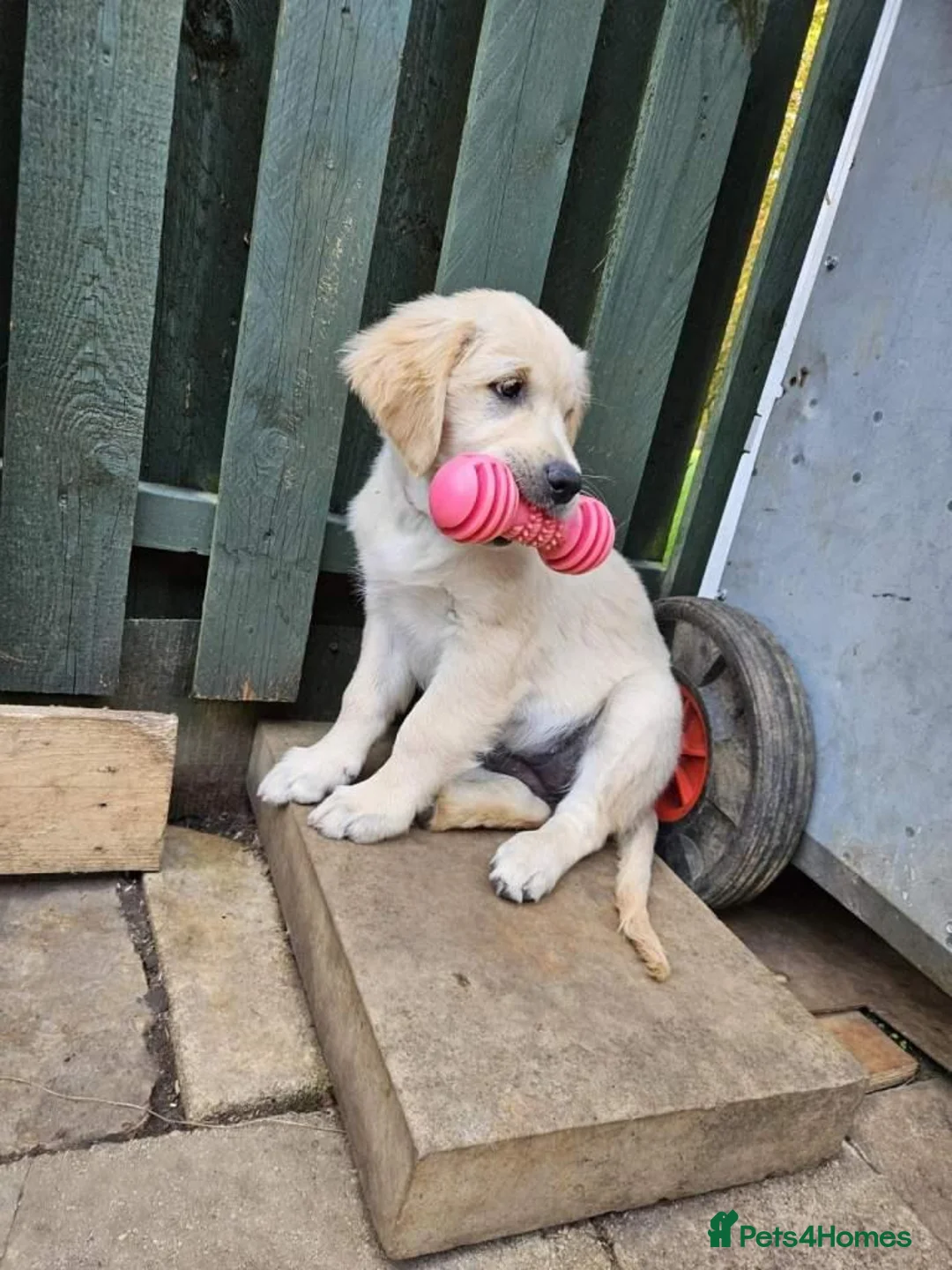 Golden Retriever dogs for sale: Golden Retriever Puppies  in Liverpool - Advert 3