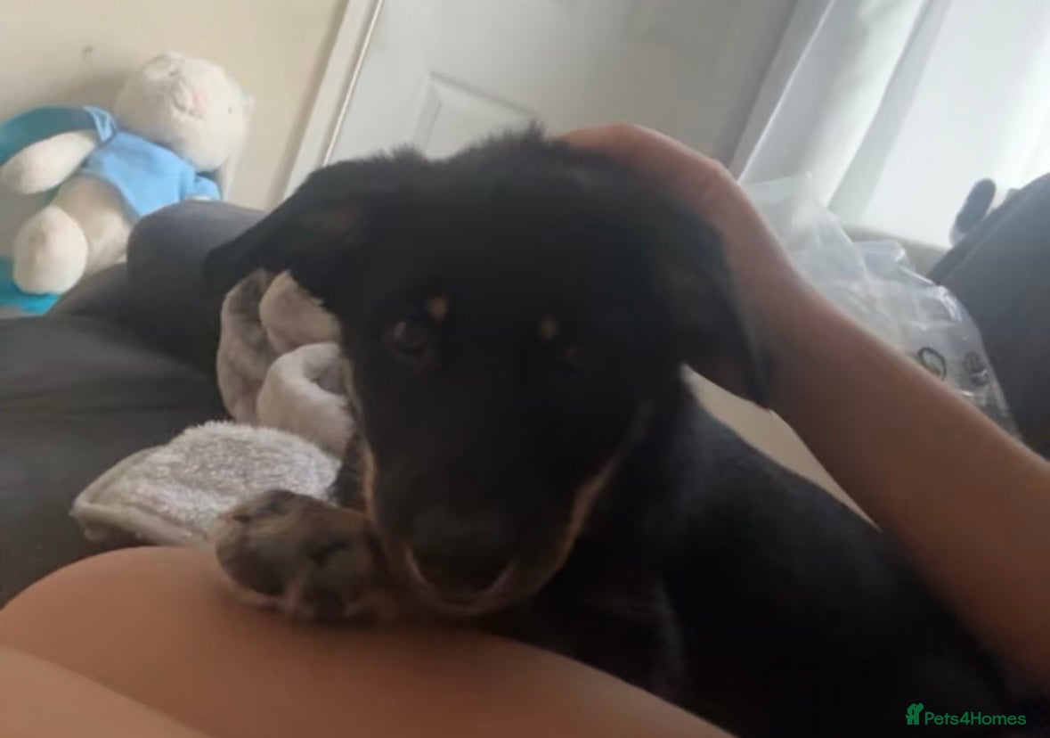 Mixed Breed dogs for sale: Bruno  in Abertillery - Advert 4