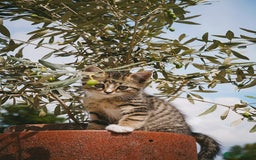 Mixed Breed cats for sale: Gorgeous kittens for sale  - Image 1