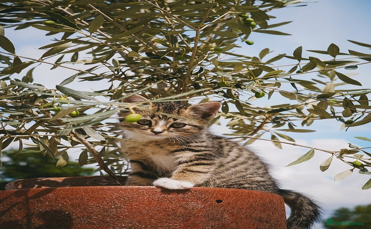 Mixed Breed cats - Advert 16