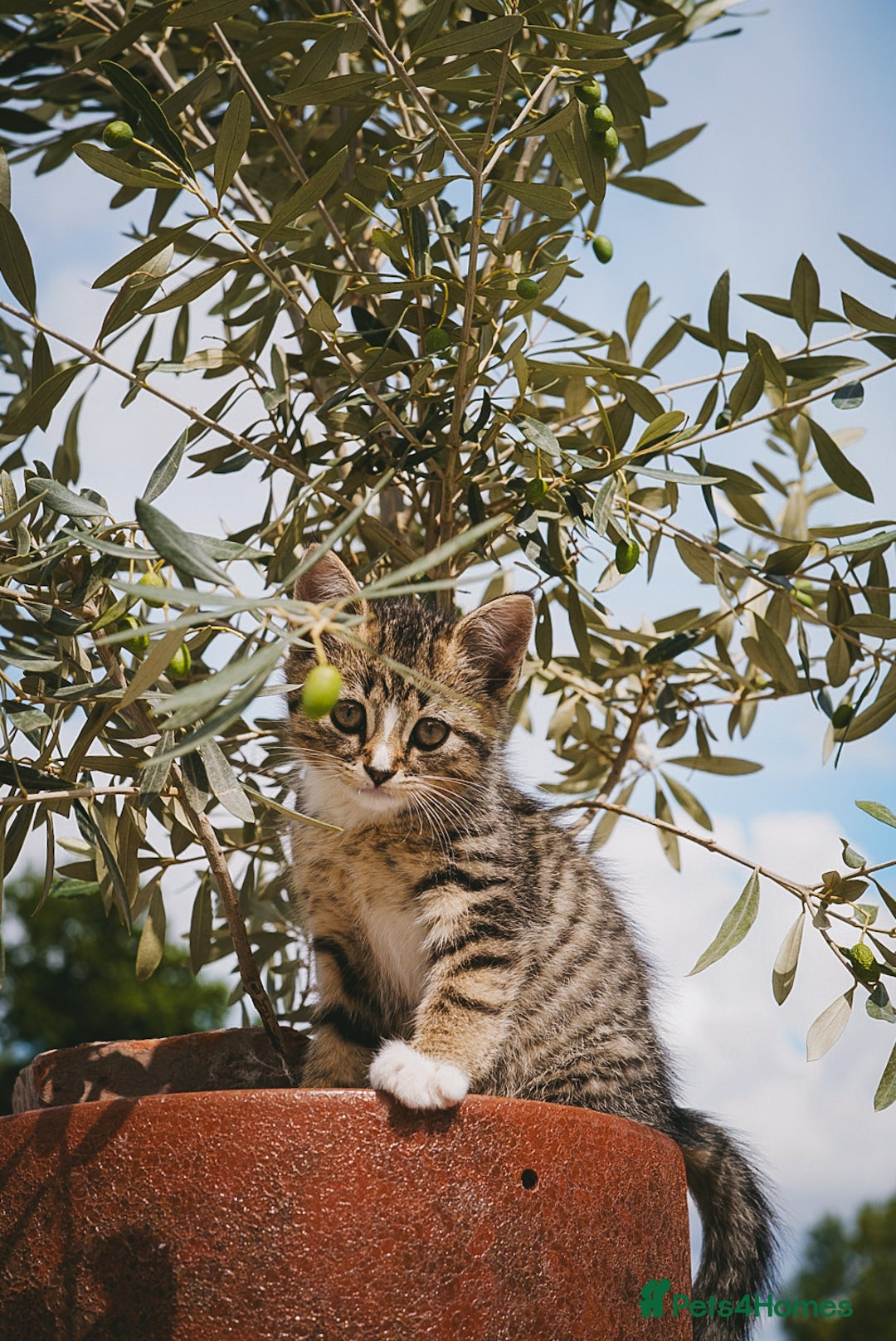 Mixed Breed cats for sale: Gorgeous kittens for sale  - Image 1