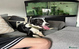 Mixed Breed dogs for sale: Rolo  - Image 3