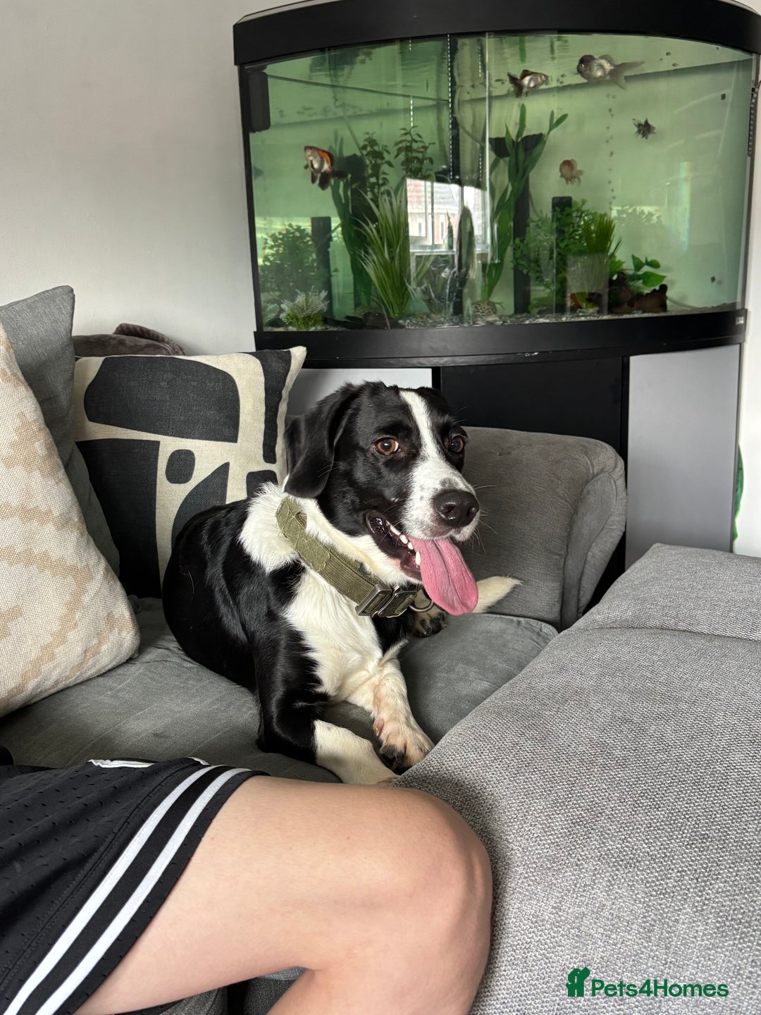 Mixed Breed dogs for sale: Rolo  - Image 3