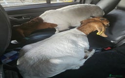 Goats livestock for sale: Two goats, one male one female - Image 14