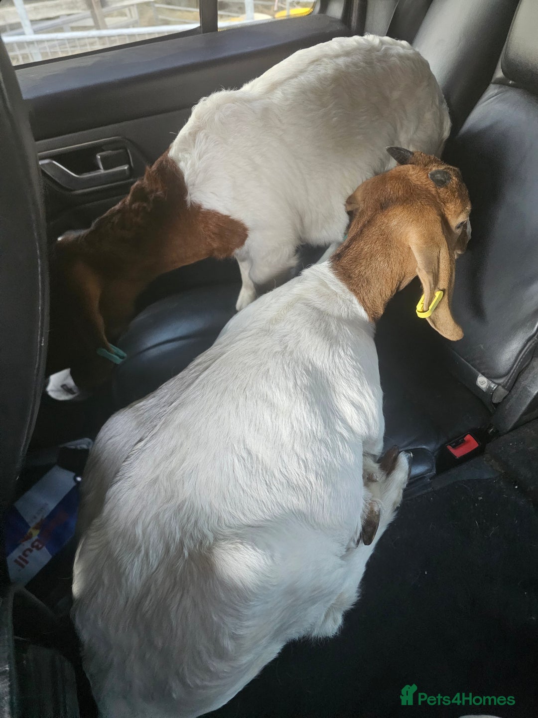 Goats livestock for sale: Two goats, one male one female - Image 14