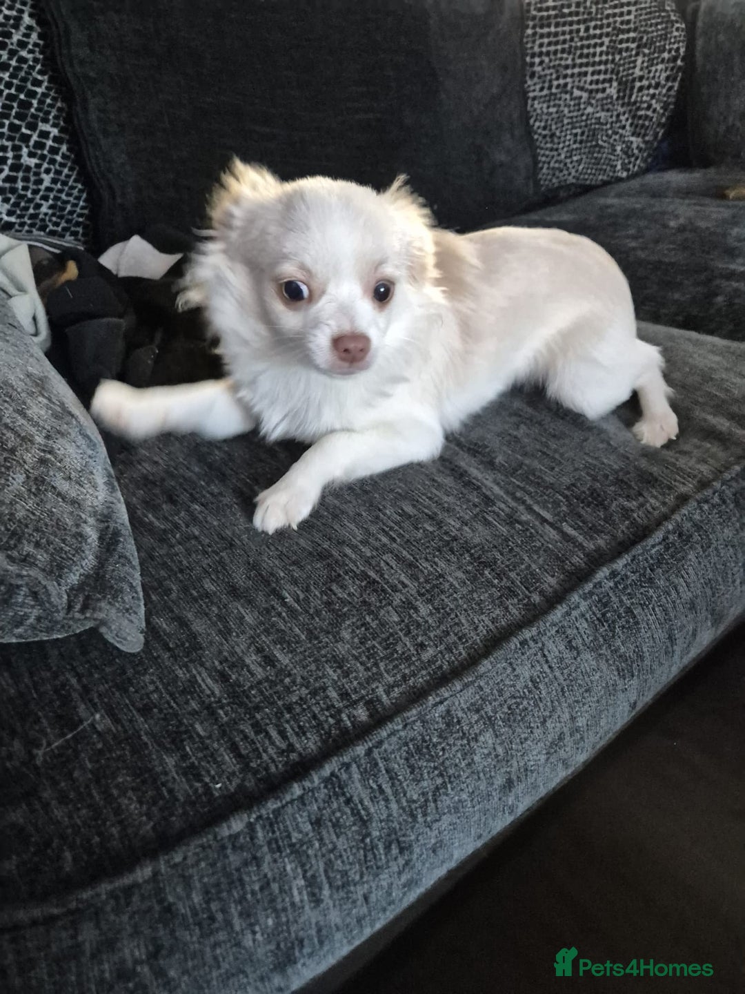 Chihuahua dogs for sale: Long haired Cream and White boy - Advert 7