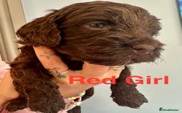 Cockapoo dogs for sale: Beautiful Teddy Bear F1 Cockapoo Merle puppies - Image 8