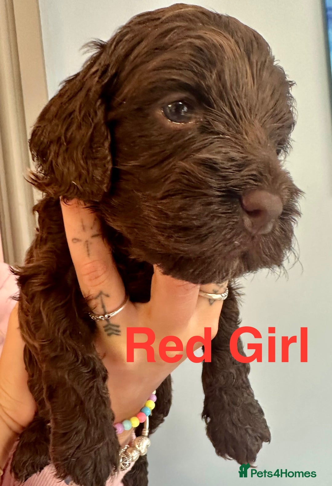 Cockapoo dogs for sale: Beautiful Teddy Bear F1 Cockapoo Merle puppies - Image 8