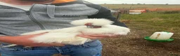 Chickens poultry for sale: Silkie cockerel  - Advert 6