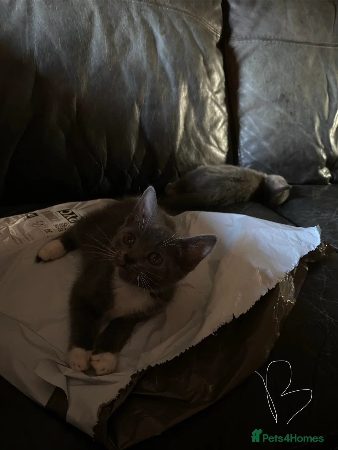 Mixed Breed cats for sale: 5 gorgeous kittens ready for new homes - Advert 2