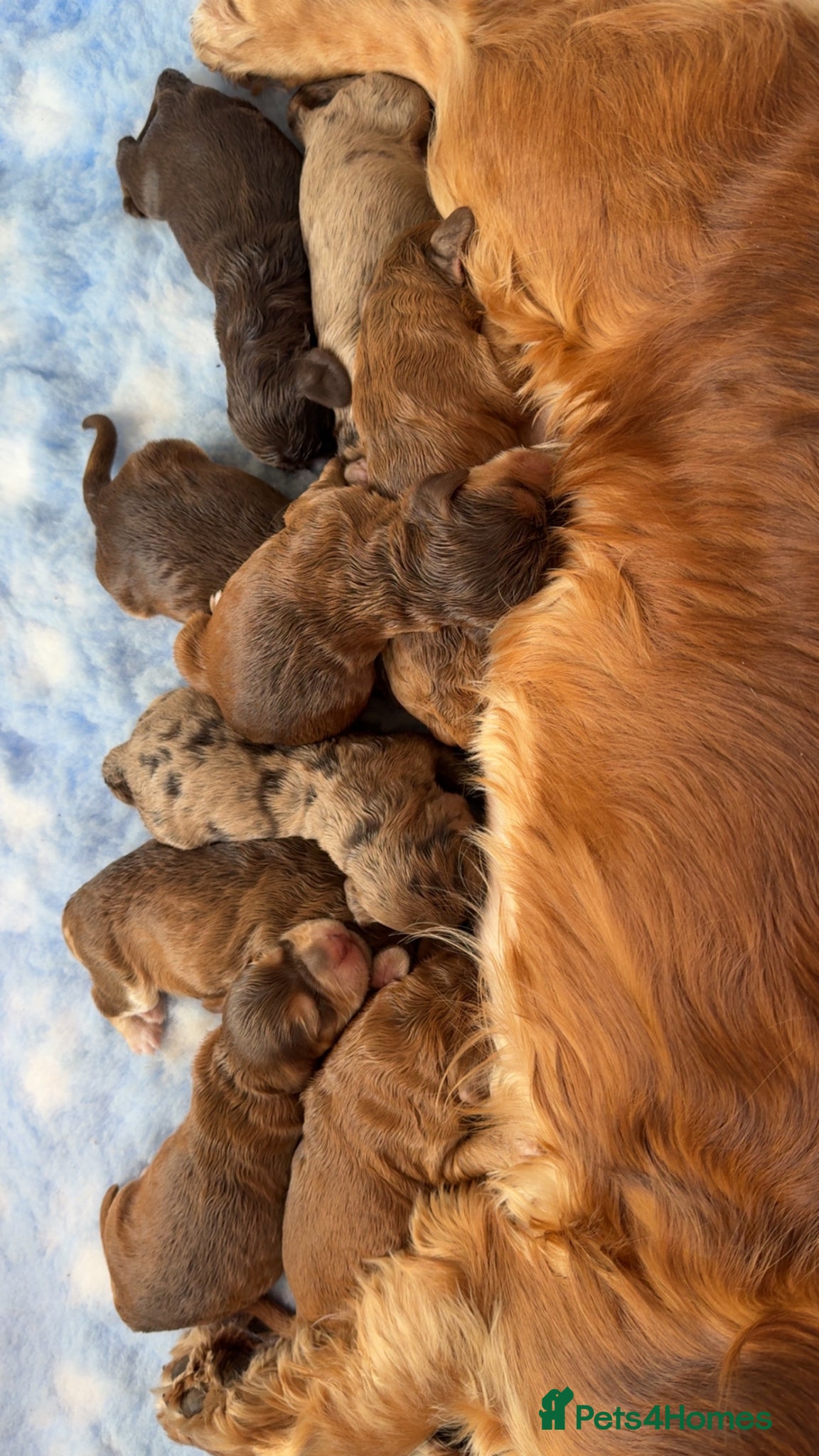 Cockapoo dogs Stunning & Unique F1B Cockapoos  - Advert 2