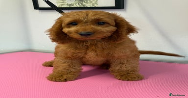 Cockapoo dogs - Advert 10