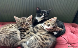 Mixed Breed cats for sale: Gorgeous, playful little kittens - Image 9