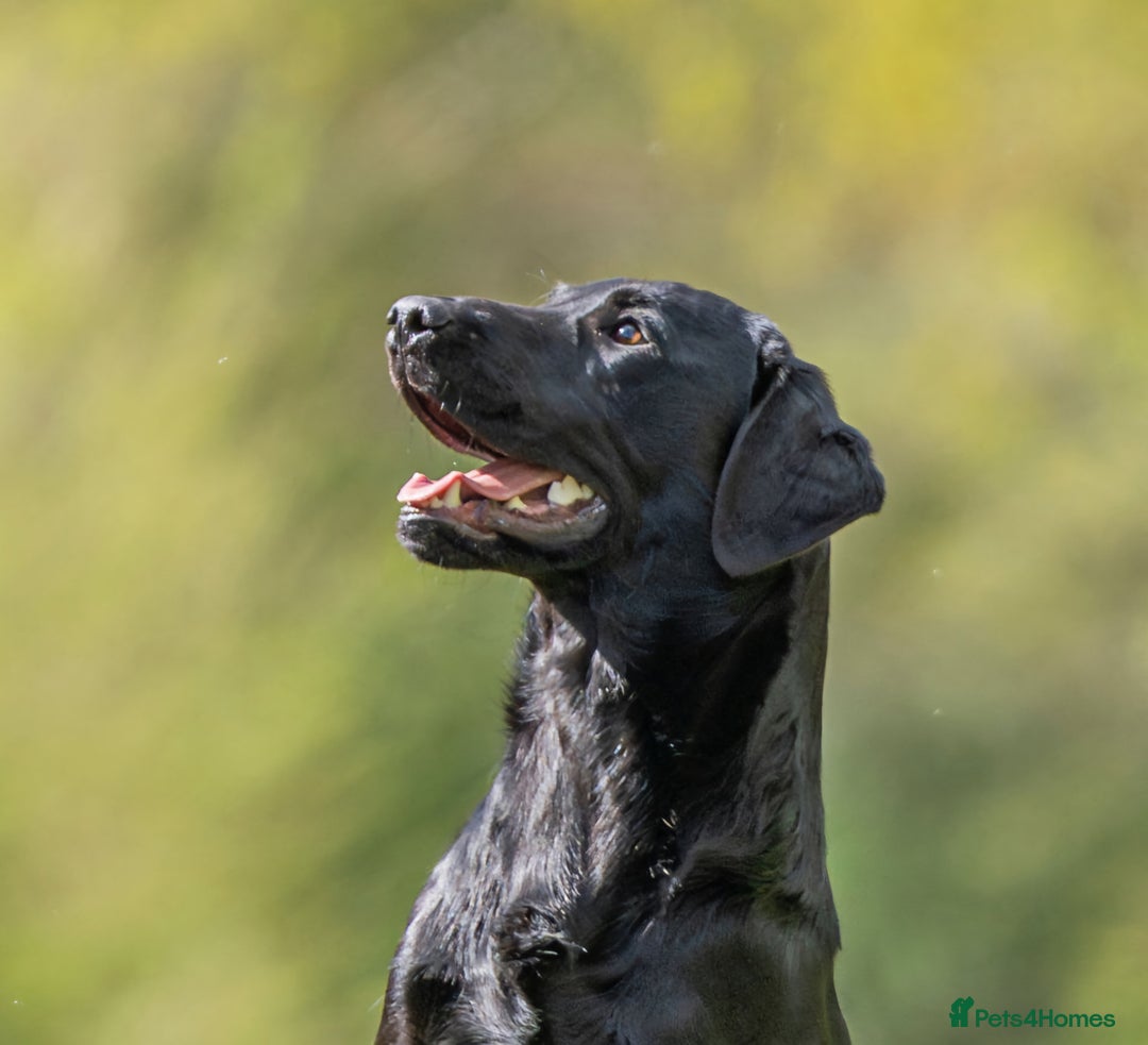 Labrador Retriever dogs for stud: Kc registered fully health checked stud in Newark - Image 3