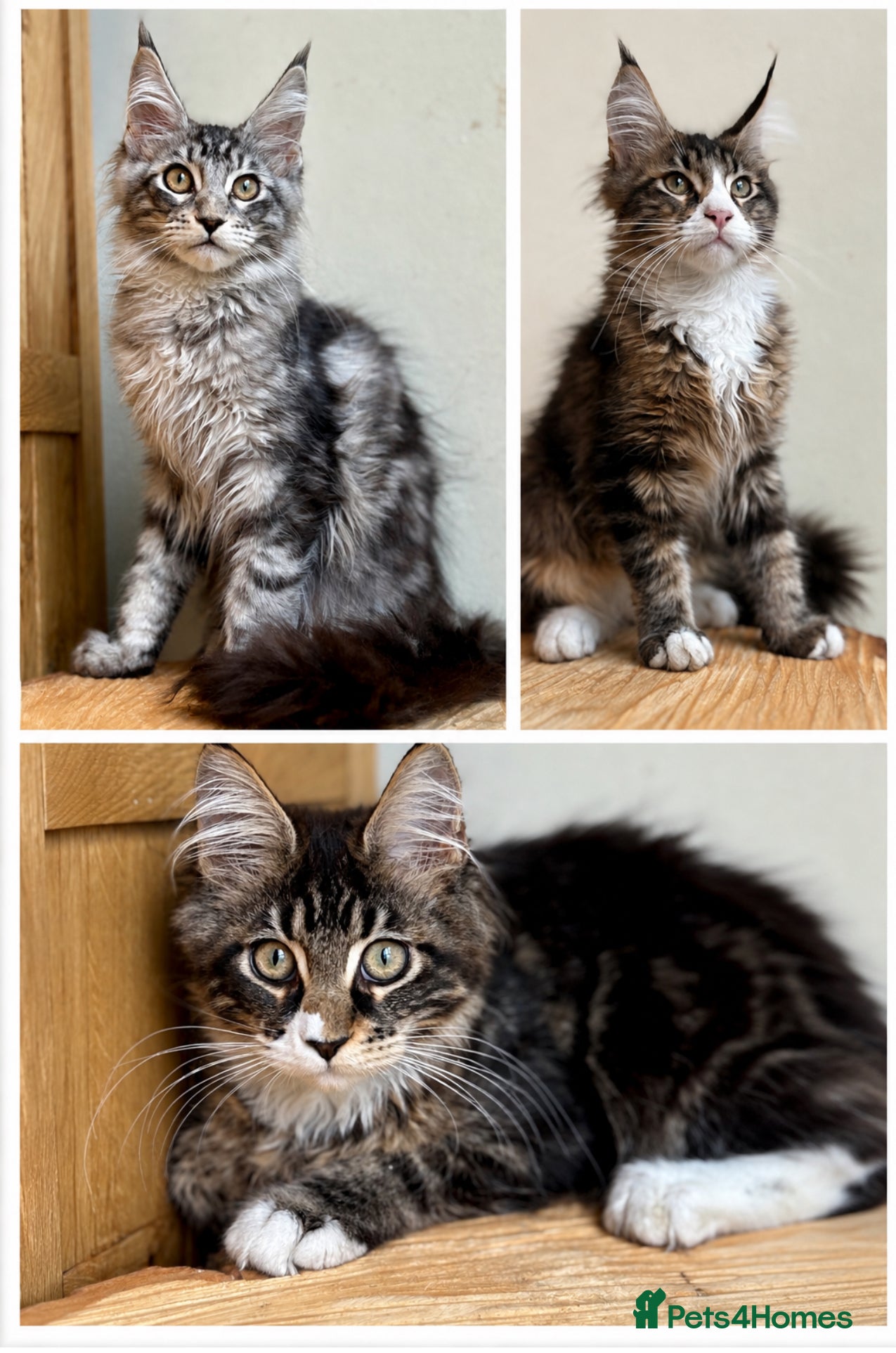 Maine Coon cats Beautiful Maine Coon kittens - Advert 2