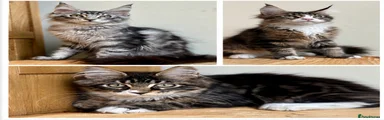 Maine Coon 1