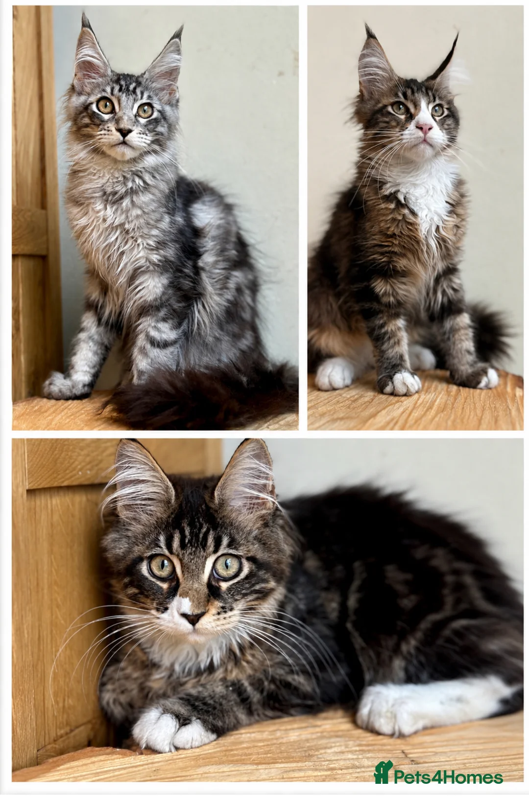 Maine Coon cats for sale: Beautiful Maine Coon kittens - Advert 2