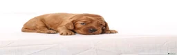 Cockapoo dogs for sale: Gorgeous & Adorable F1b Puppies   - Advert 6