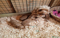 Cockapoo dogs for sale: 5 gorgeous red cockapoos  - Image 8